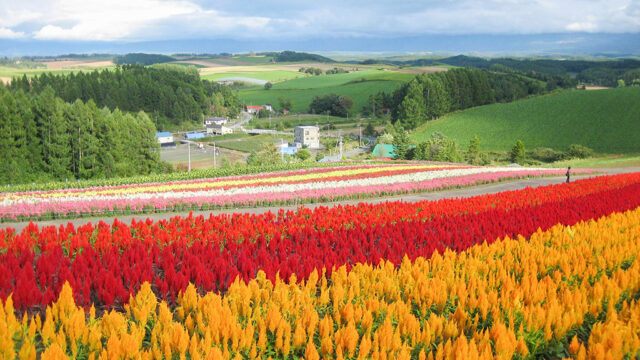 美瑛・四季彩の丘の花畑