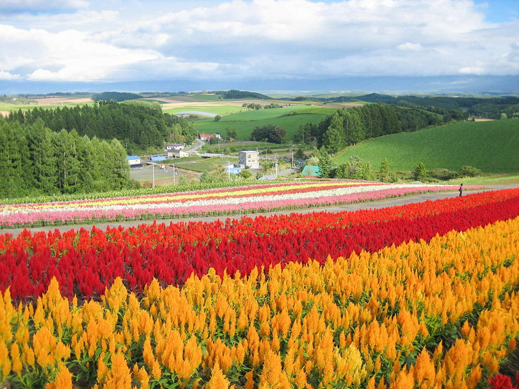 美瑛町の四季彩の丘に広がる赤や黄色の色鮮やかな花畑
