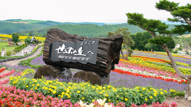 北海道の花畑の風景