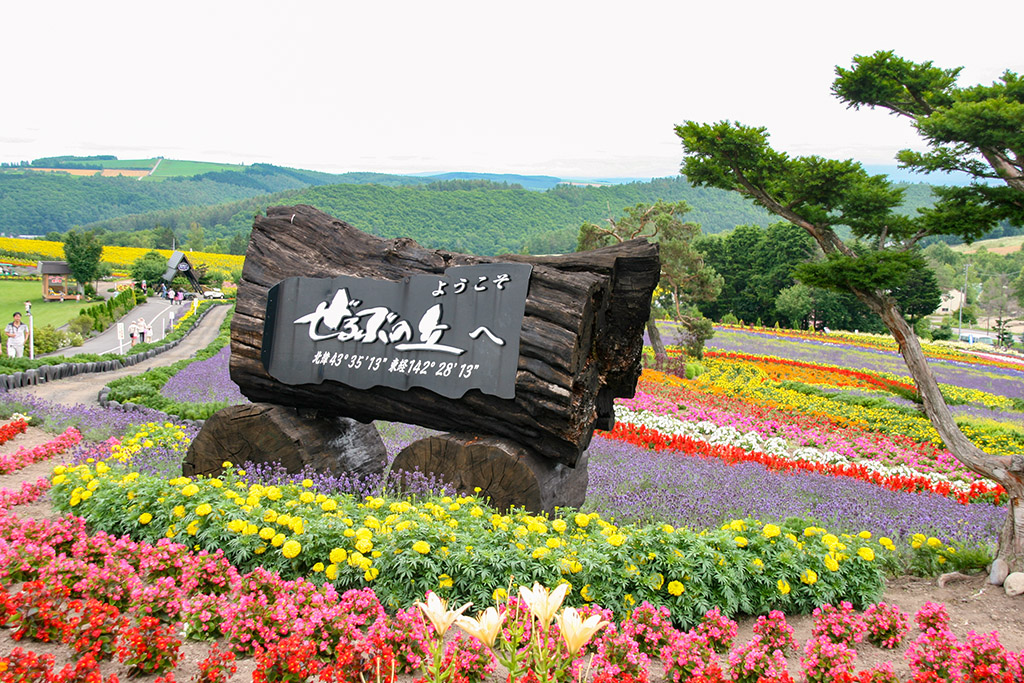 美瑛町の四季彩の丘入口看板と色鮮やかに咲く花畑