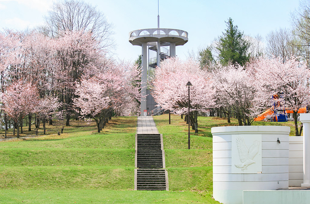 美瑛町の憩ケ森公園で満開の桜に囲まれた展望台