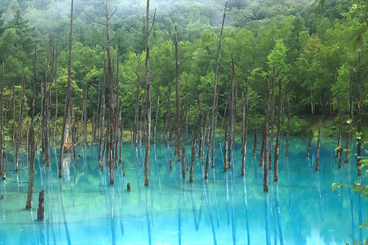 美瑛の白金青い池の全景