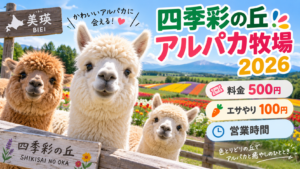 美瑛・四季彩の丘アルパカ牧場2026 料金500円・エサやり100円・営業時間